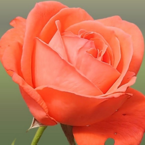 Meet your Posher, Ricky - Picture 1 of 1